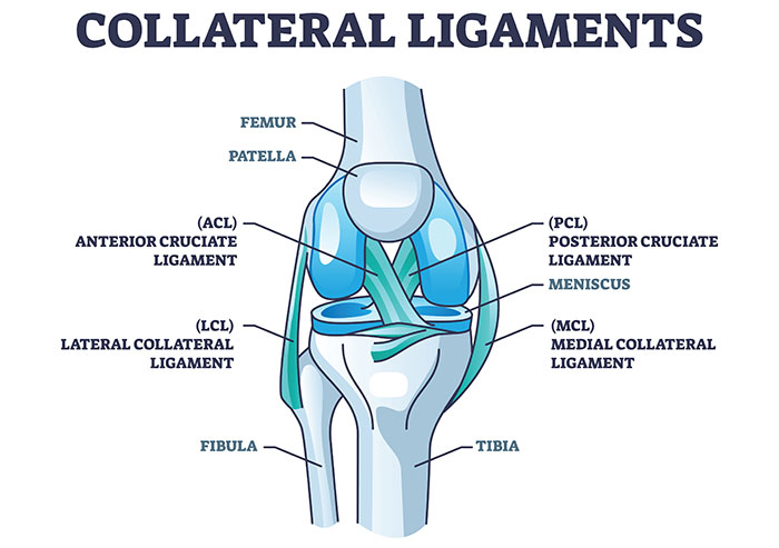 Knee joint complex shows Femur, Patella,Meniscus,Tibia, Fibula & Anterior, Posterior, Medial, Lateral Collateral Ligaments