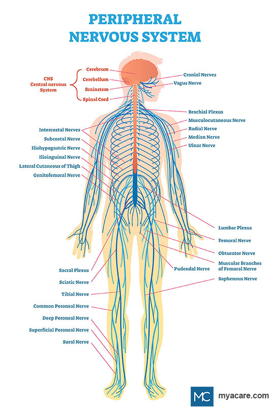 Nervous System components - Brain, Spinal Cord, Cranial Nerves, Nerve plexuses and peripheral nerves