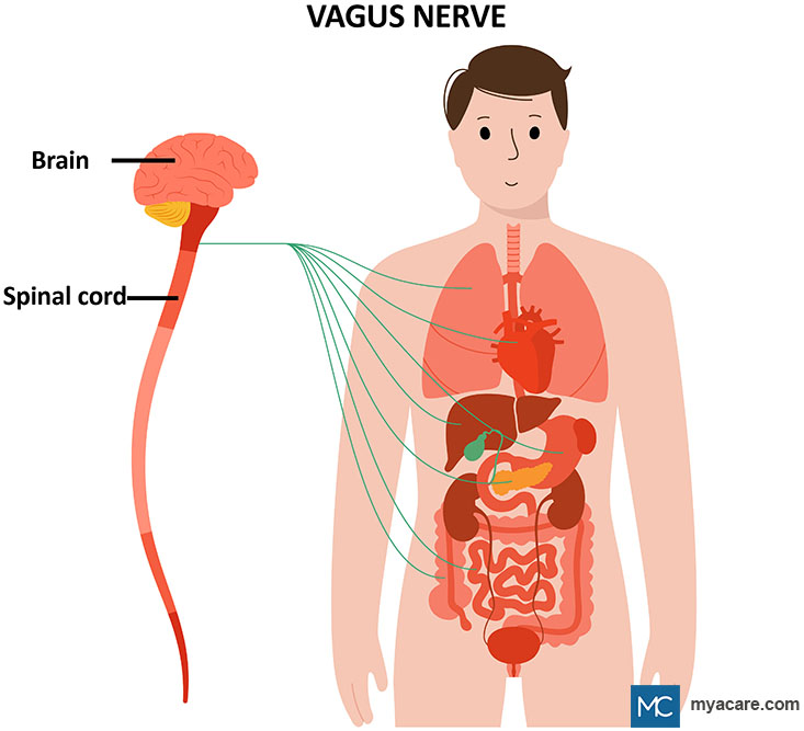 Vagus Nerve: Origin and sites of impulse transmission between the heart, lungs, GI system to the brain and spinal cord